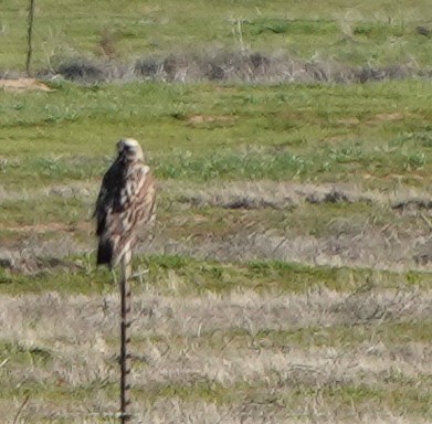 Rough-legged Hawk - ML531103281