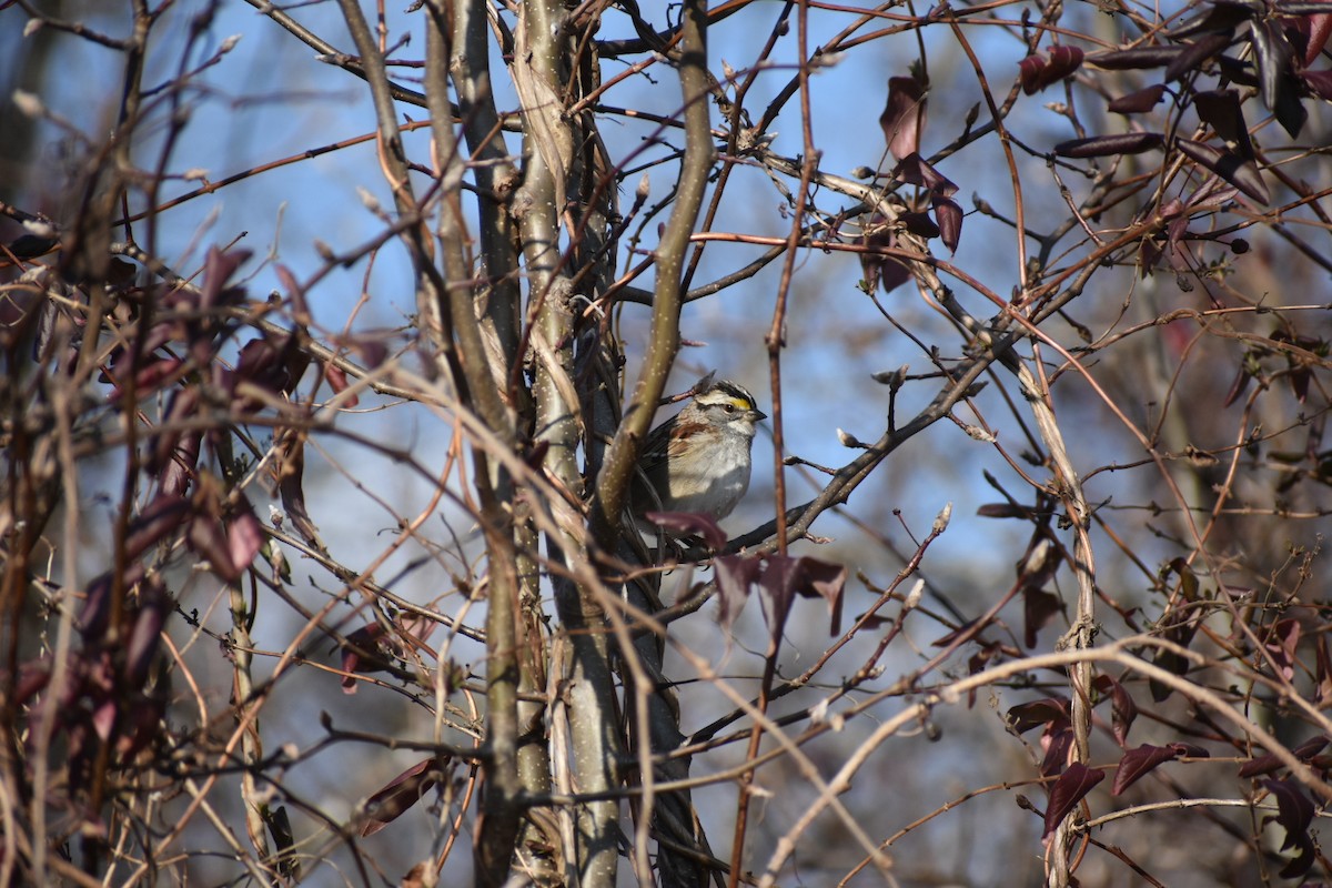 White-throated Sparrow - ML531103331