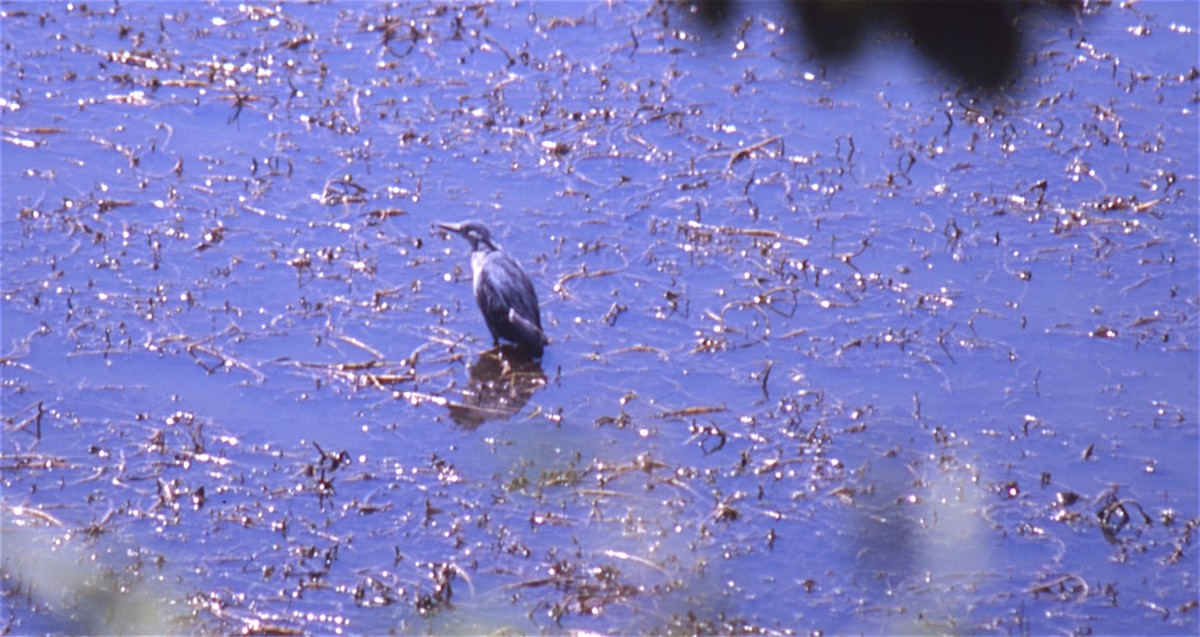 Striated Heron - ML531105721