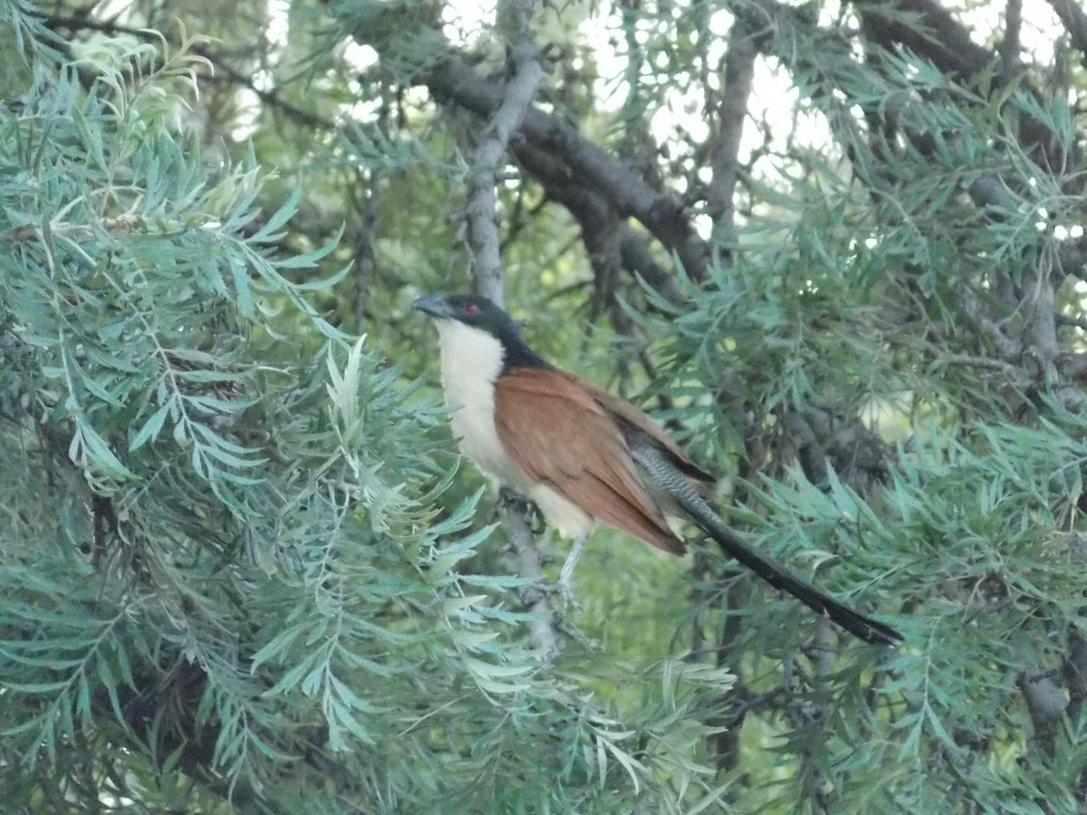 White-browed Coucal - ML531106831