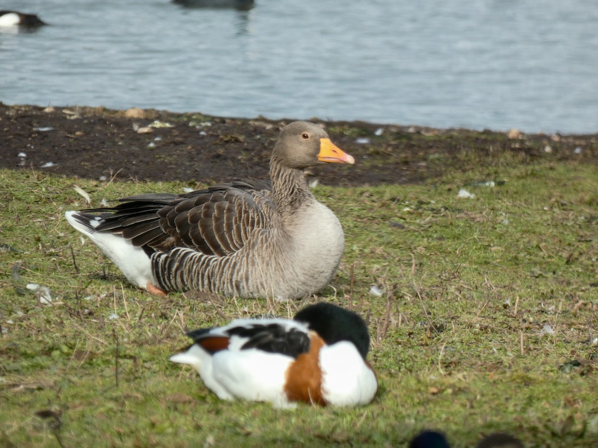 Graylag Goose - ML531107891