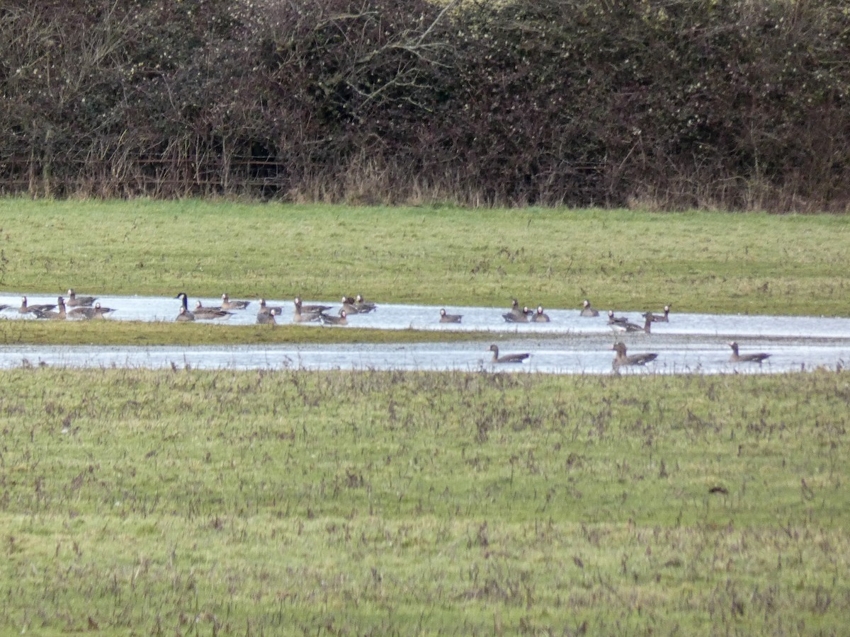 Greater White-fronted Goose - ML531108091