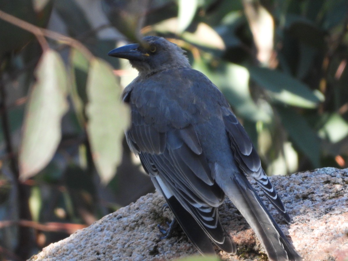 Gray Currawong - ML531108171