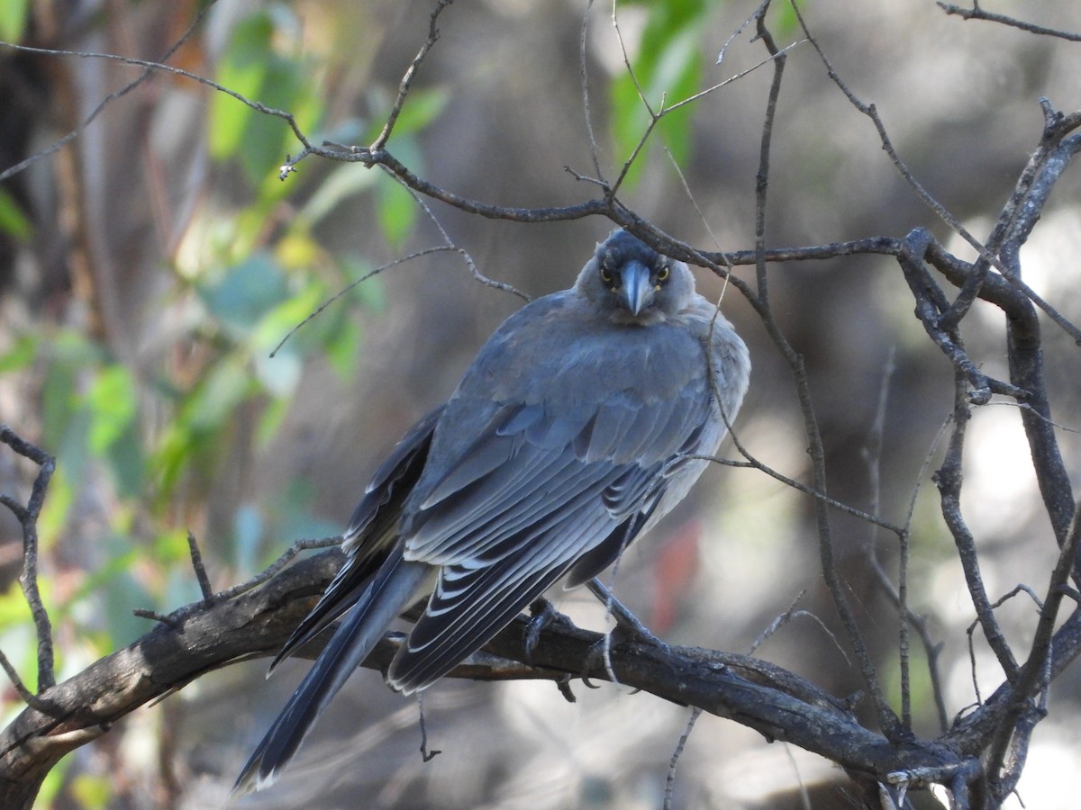 Gray Currawong - ML531108181