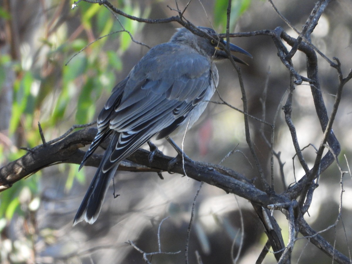 Gray Currawong - ML531108191