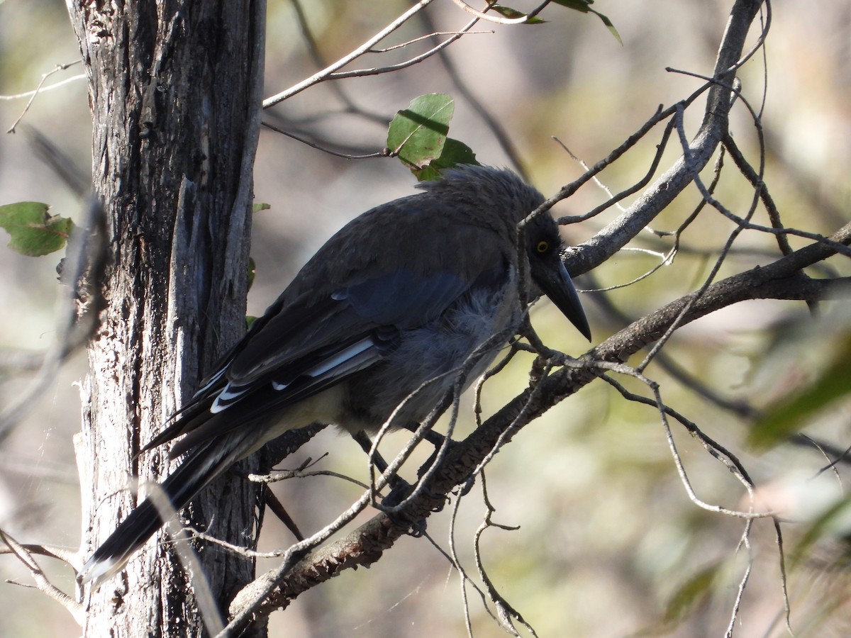 Gray Currawong - ML531108201