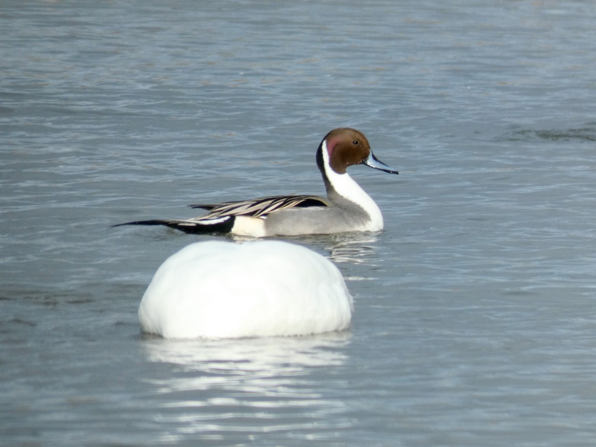 Northern Pintail - ML531108741