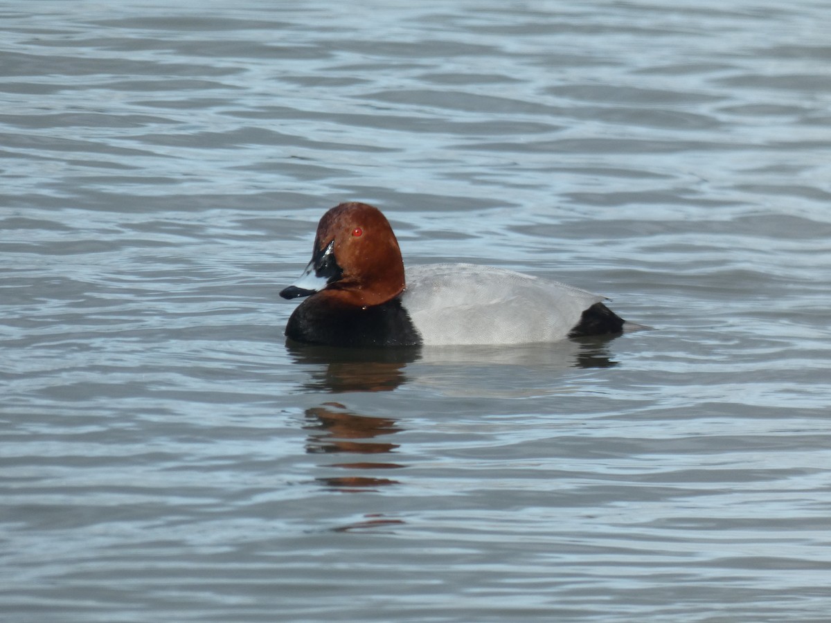 Common Pochard - ML531108881