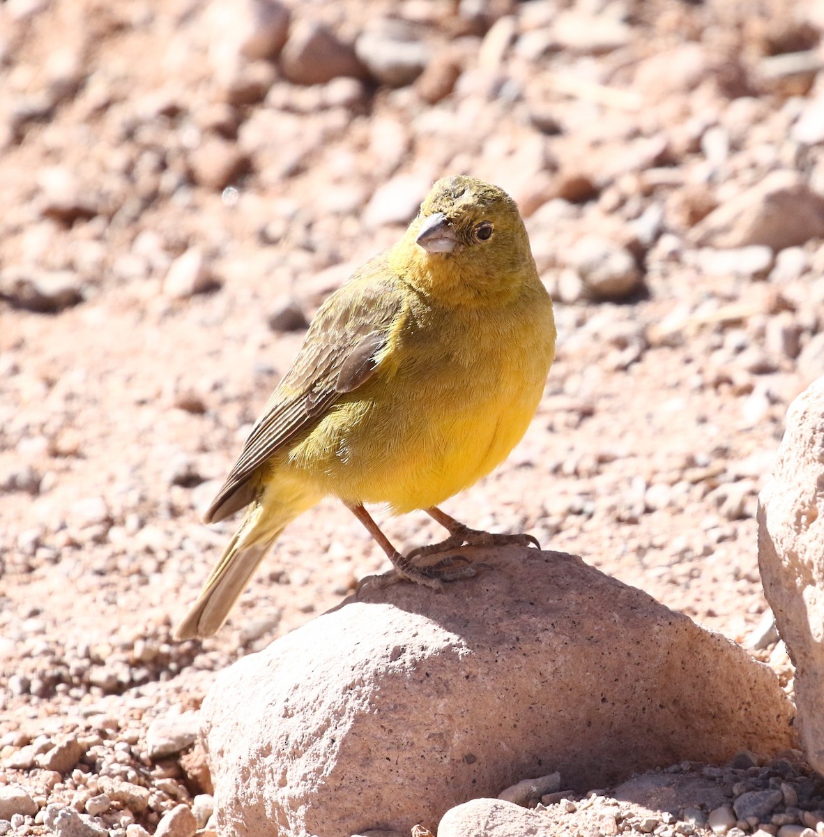 Grassland Yellow-Finch - ML531110701