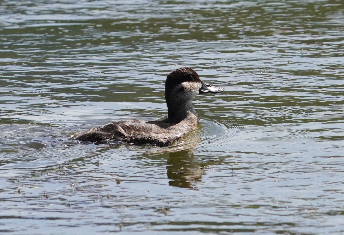 Ruddy Duck - ML531111211