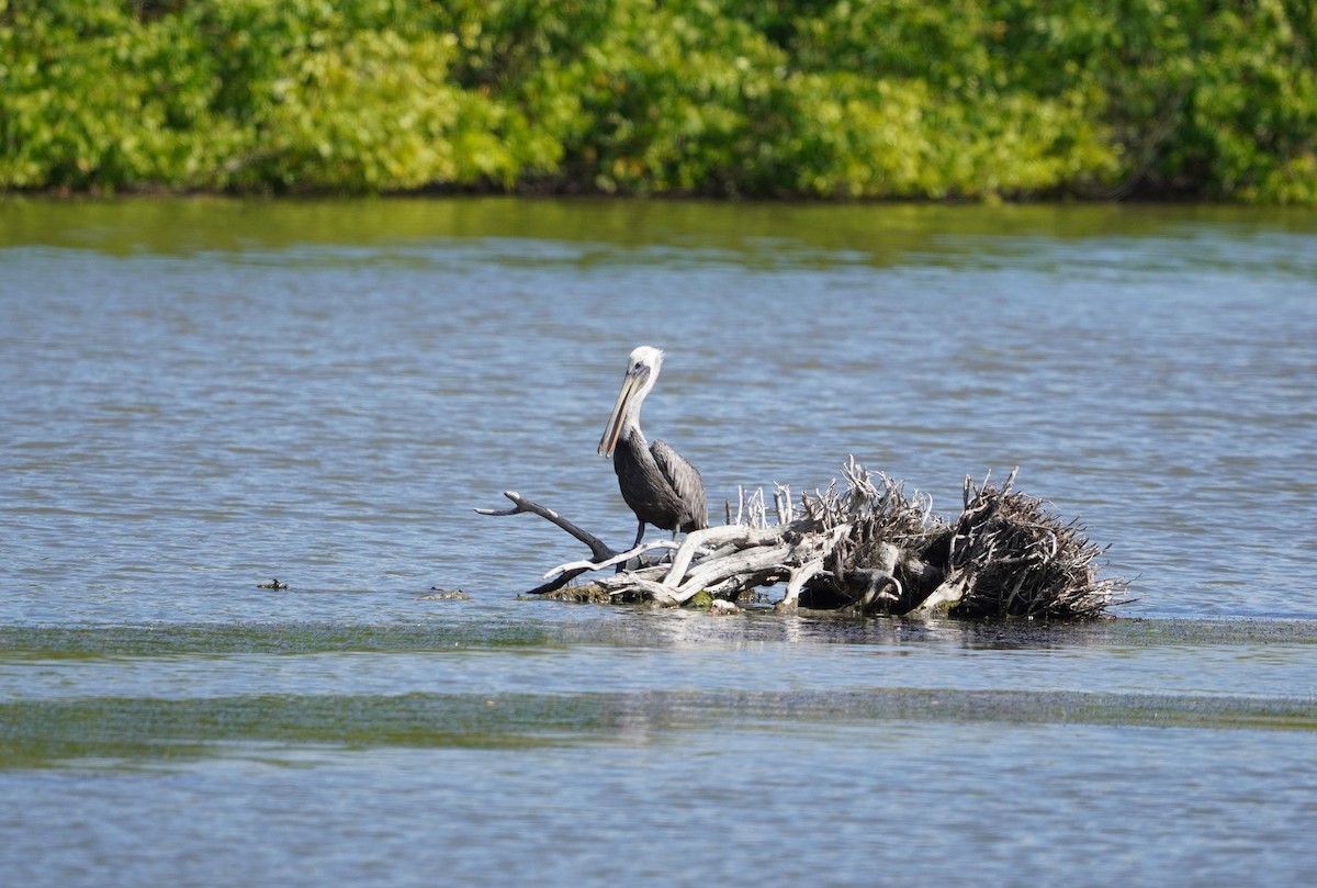 Brown Pelican - ML531111281