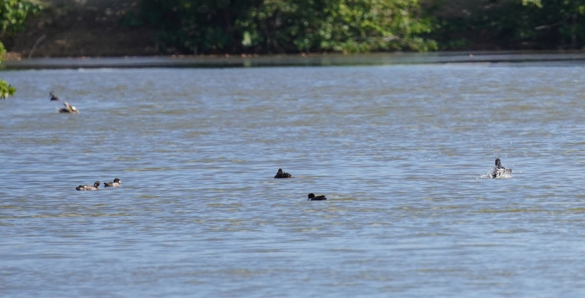 Lesser Scaup - ML531111481