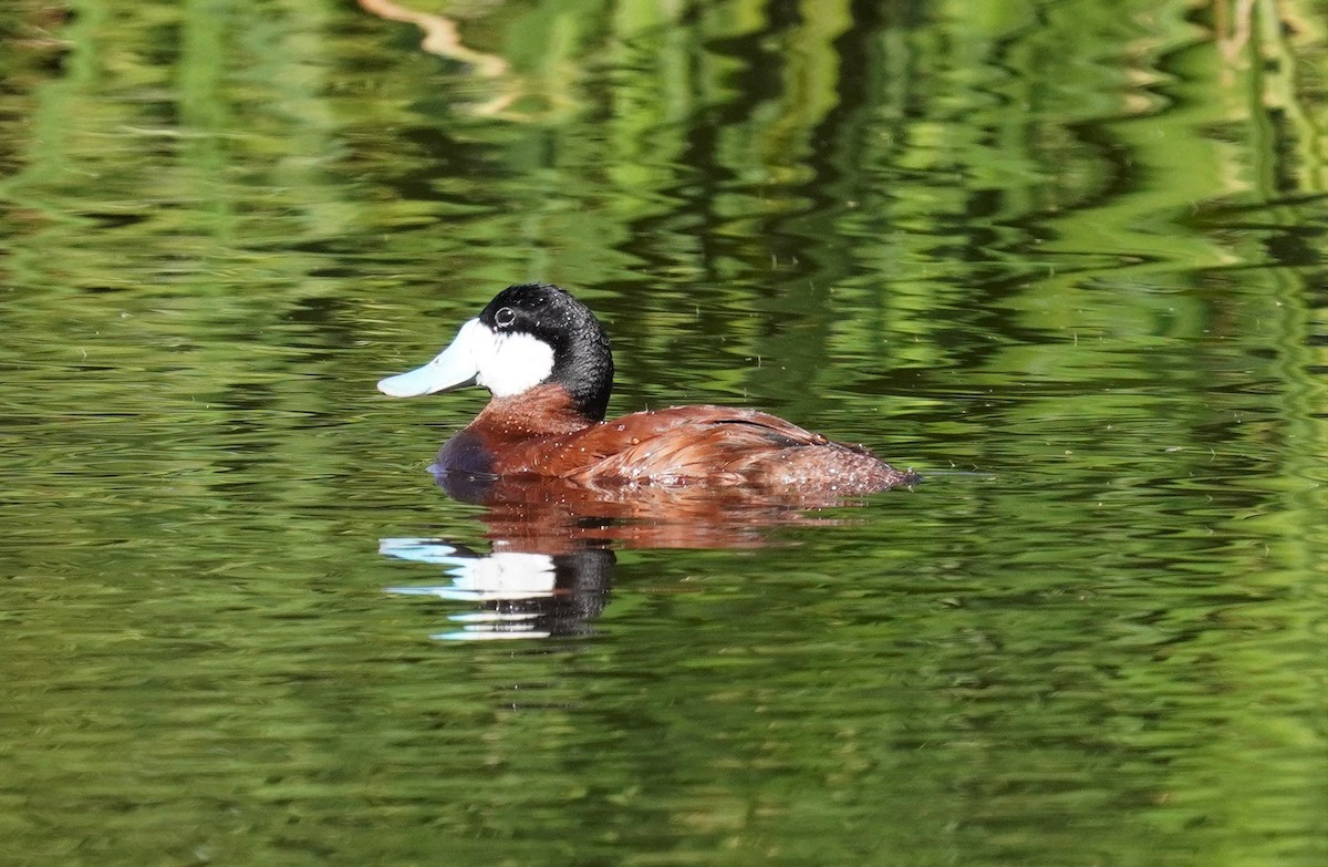 Érismature rousse - ML531111701