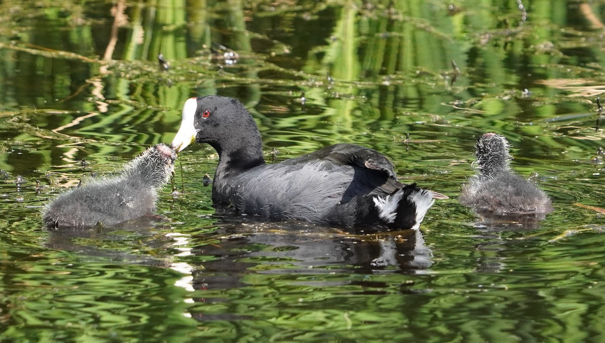 American Coot - ML531111881