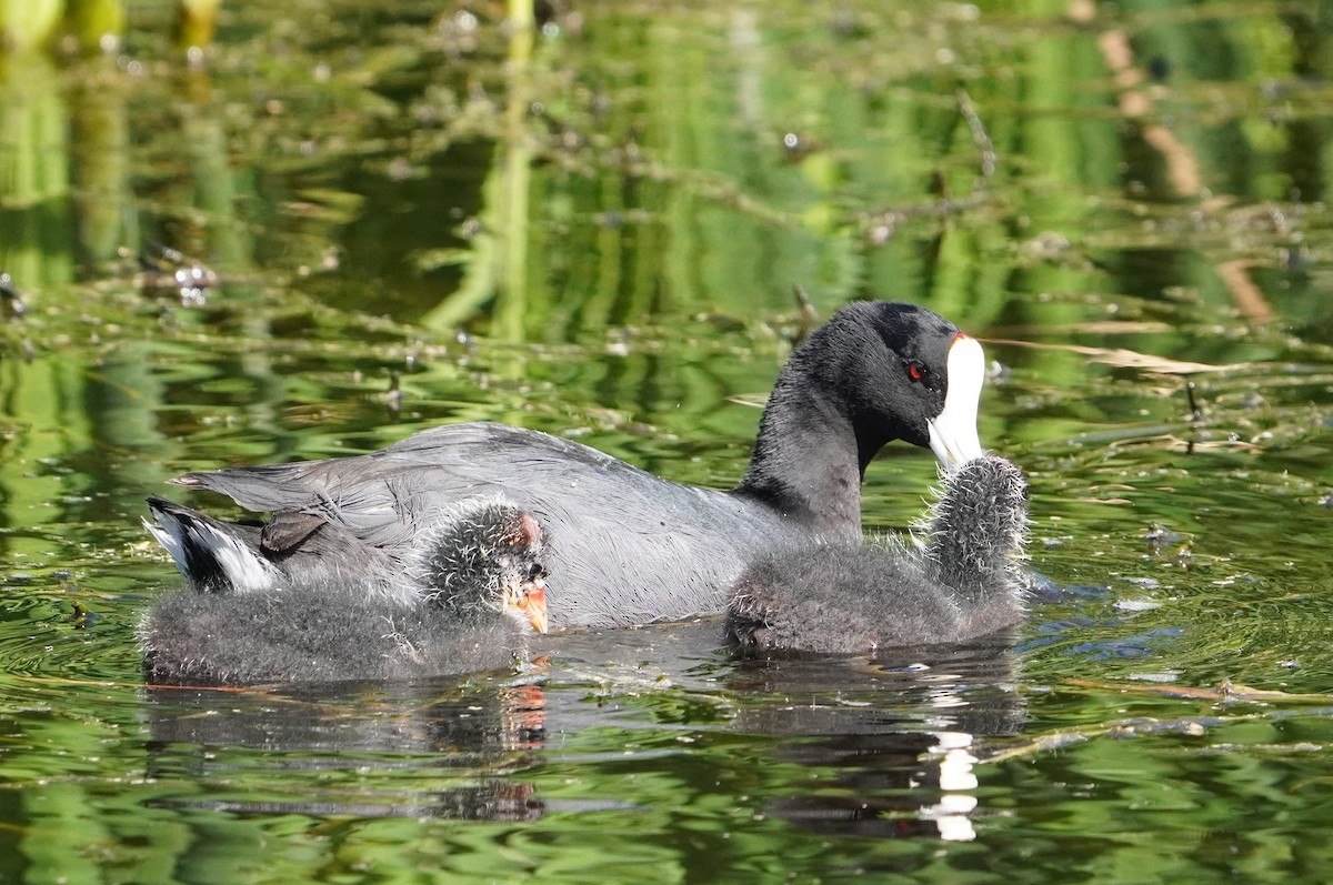 American Coot - ML531111911