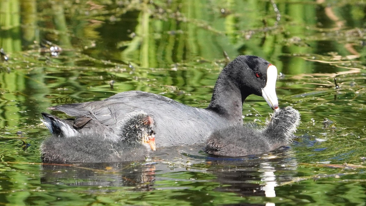 American Coot - ML531111921