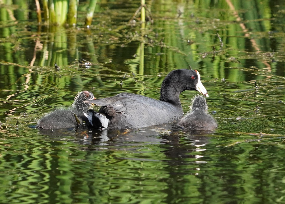 American Coot - ML531111941