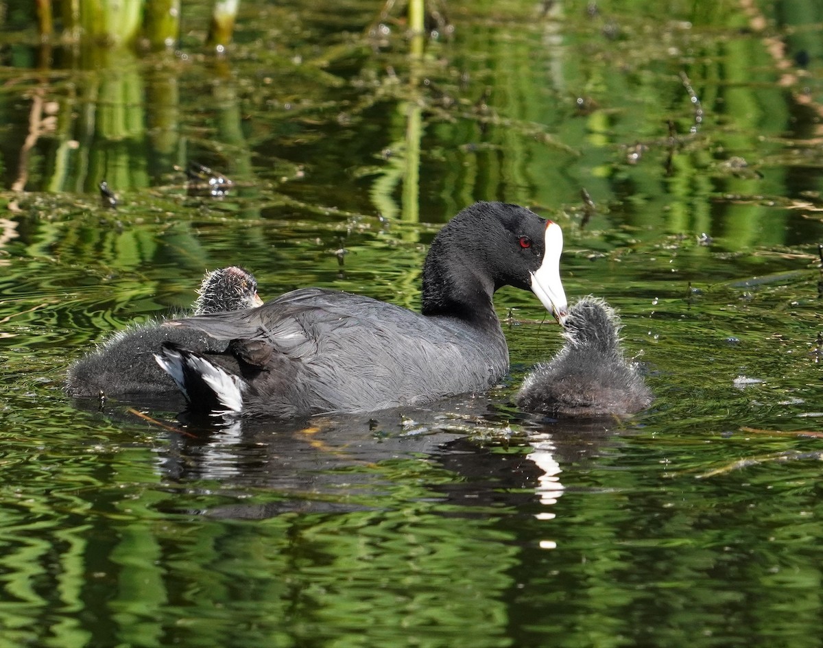 American Coot - ML531111951