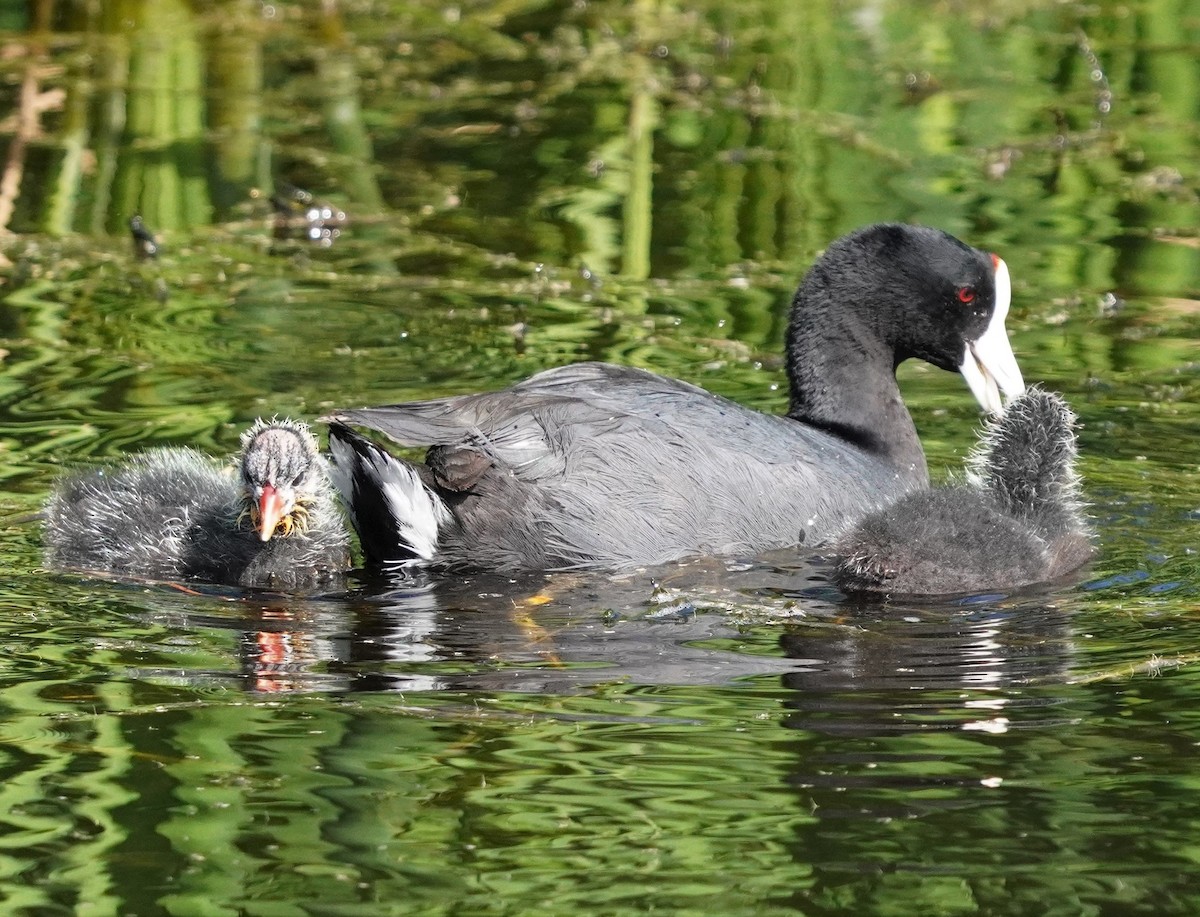 American Coot - ML531111961