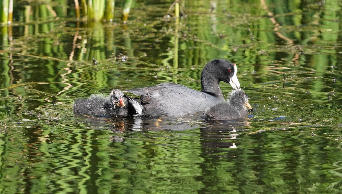 American Coot - ML531111981