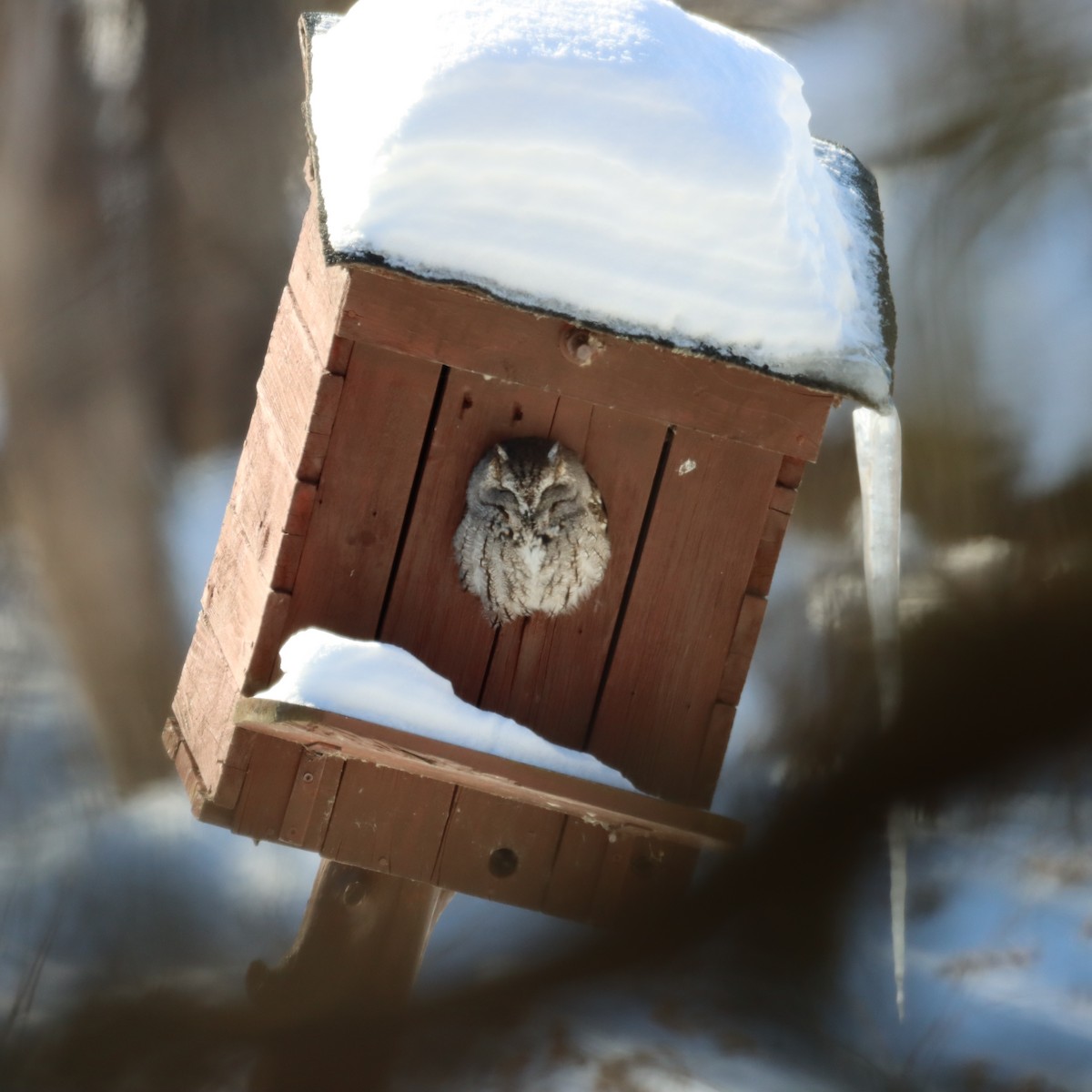 Eastern Screech-Owl - ML531111991