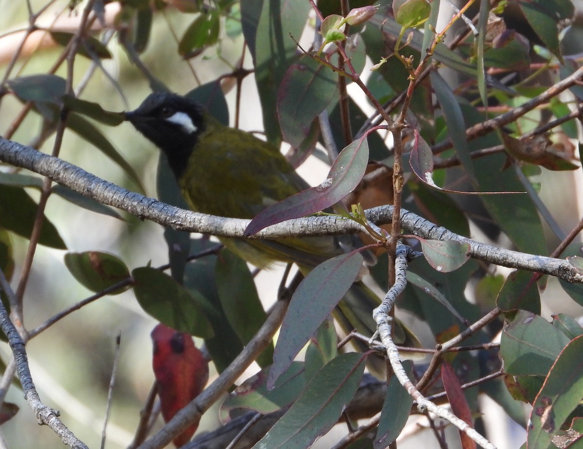 White-eared Honeyeater - ML531112531