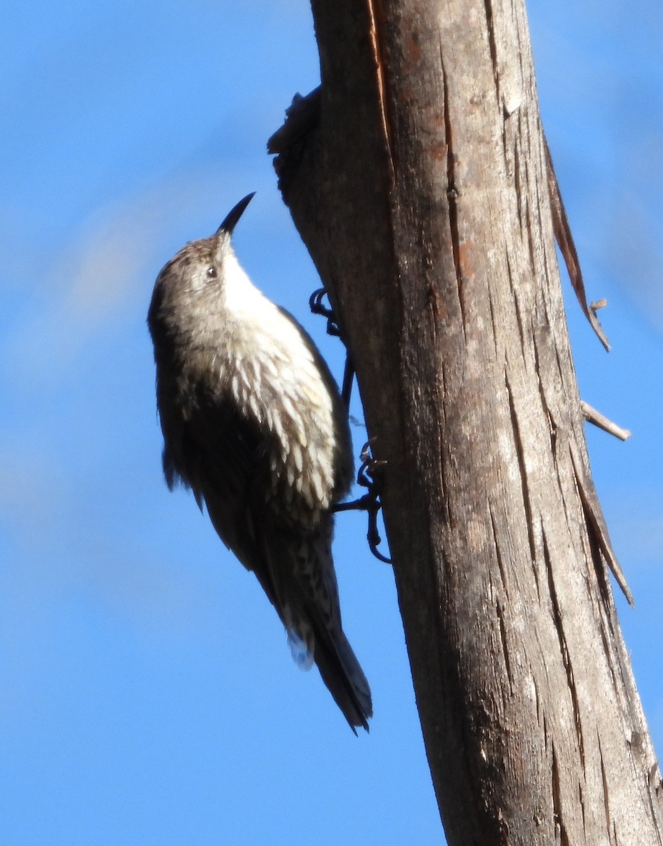 White-throated Treecreeper - ML531112561