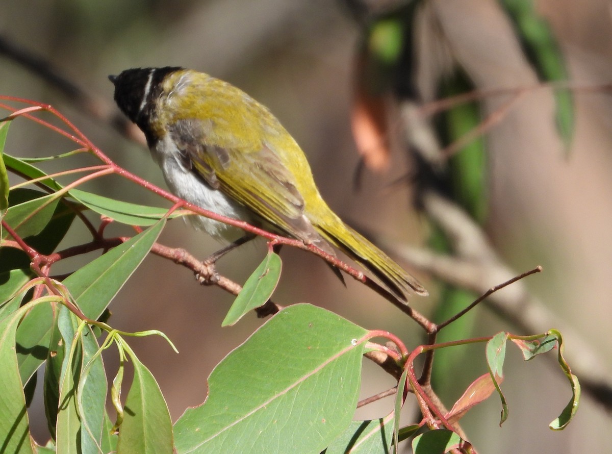 White-naped Honeyeater - ML531112911