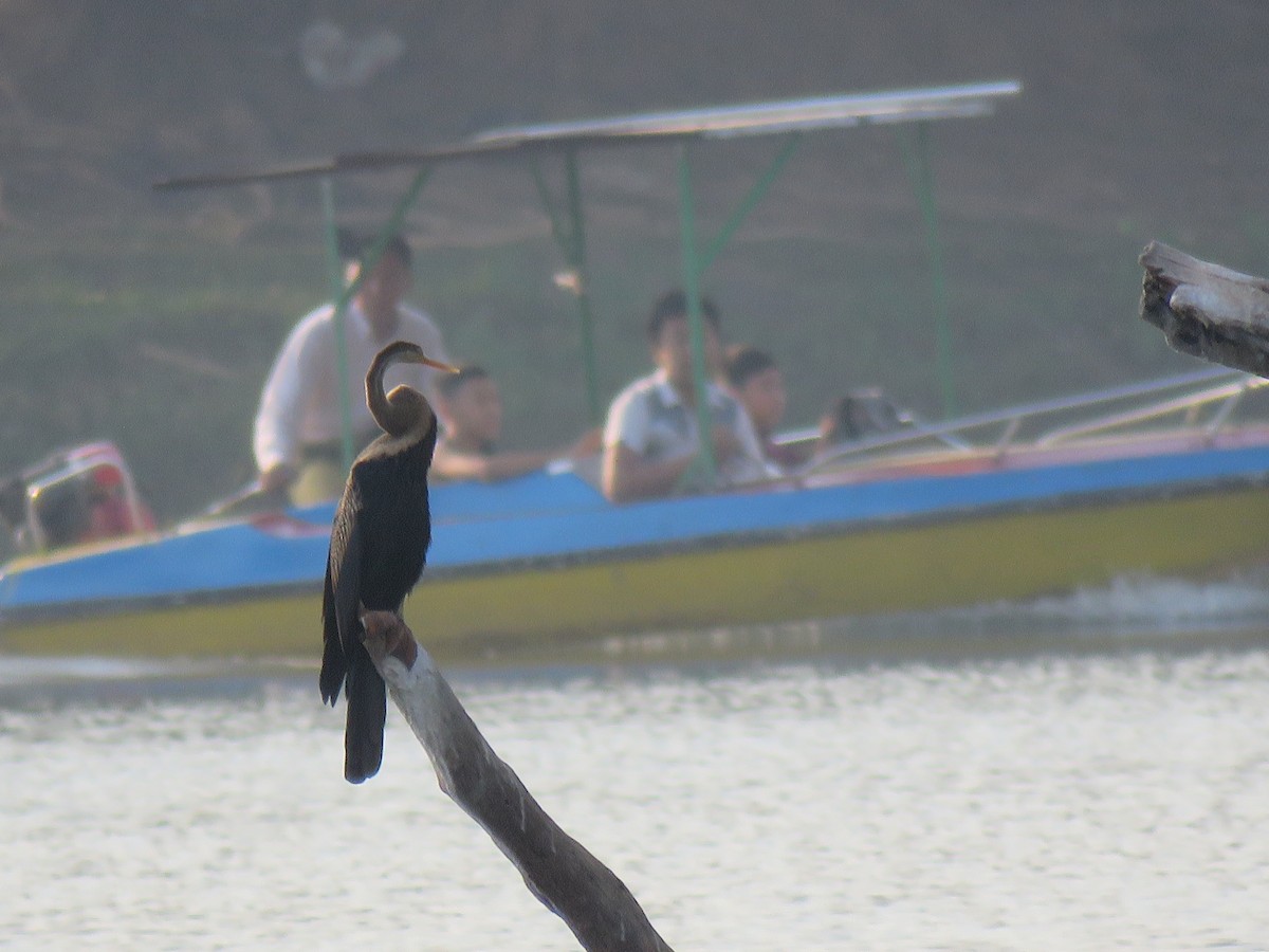 anhinga indomalajská - ML53111471