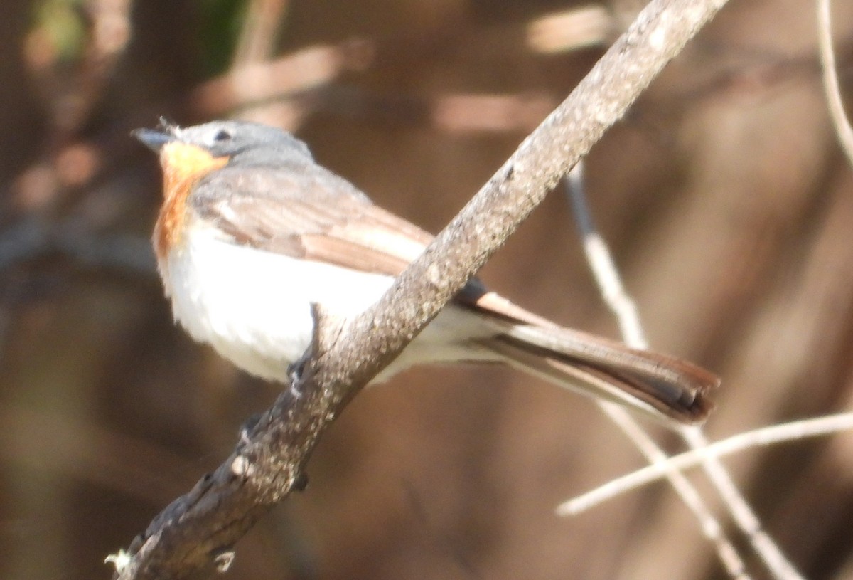 Leaden Flycatcher - ML531115031