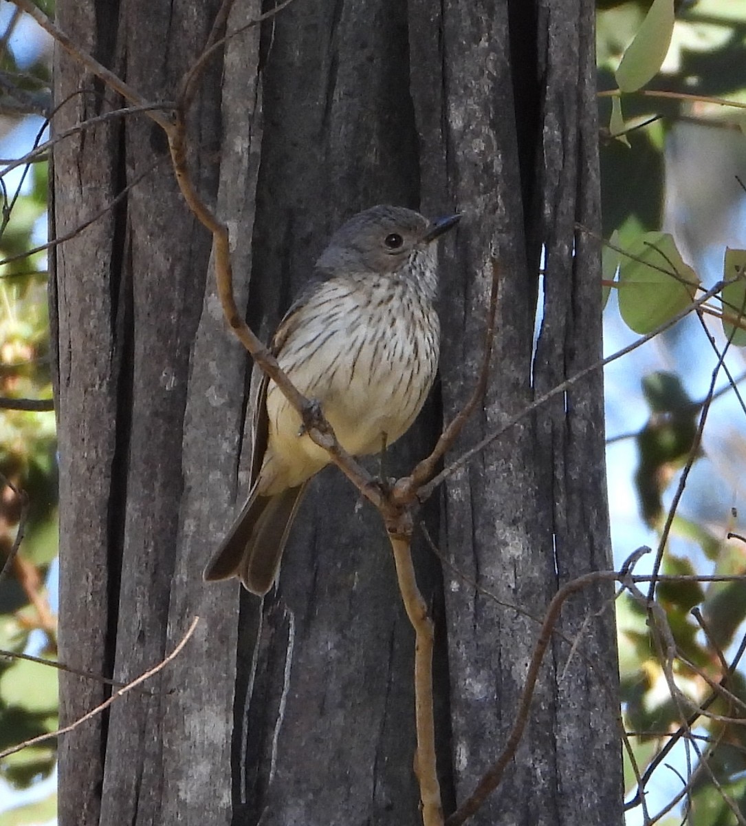 Rufous Whistler - ML531115671