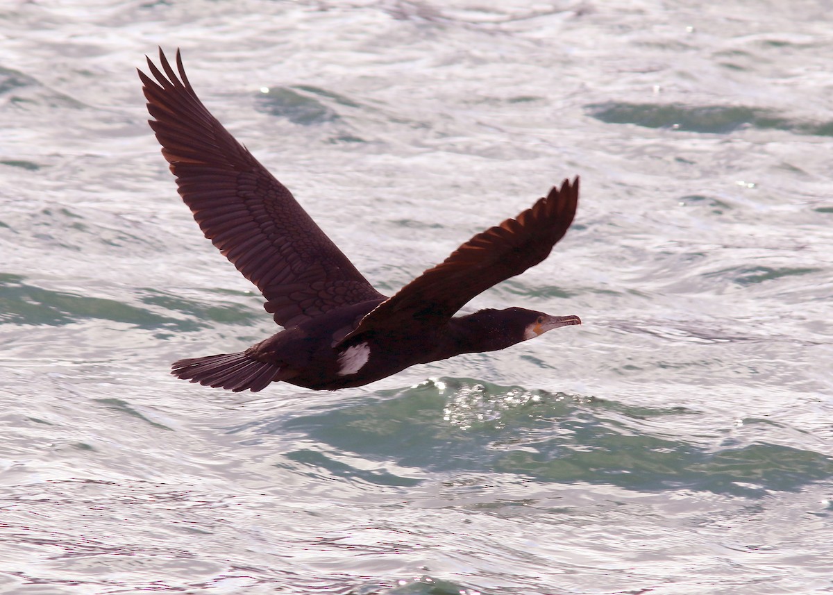 Great Cormorant - ML531115771