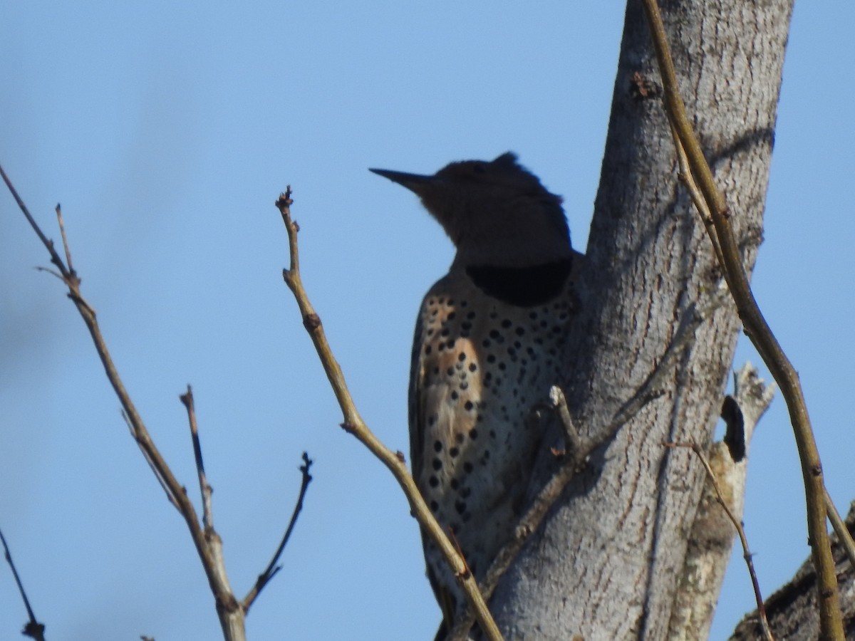 Northern Flicker - Holly Perry