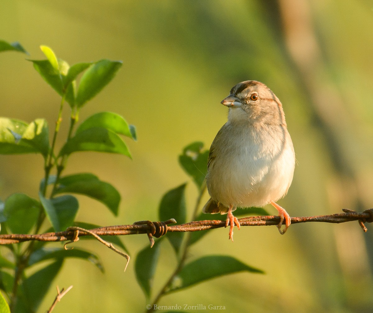 Olive Sparrow - ML531116981