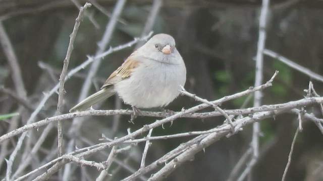 Black-chinned Sparrow - ML531117091