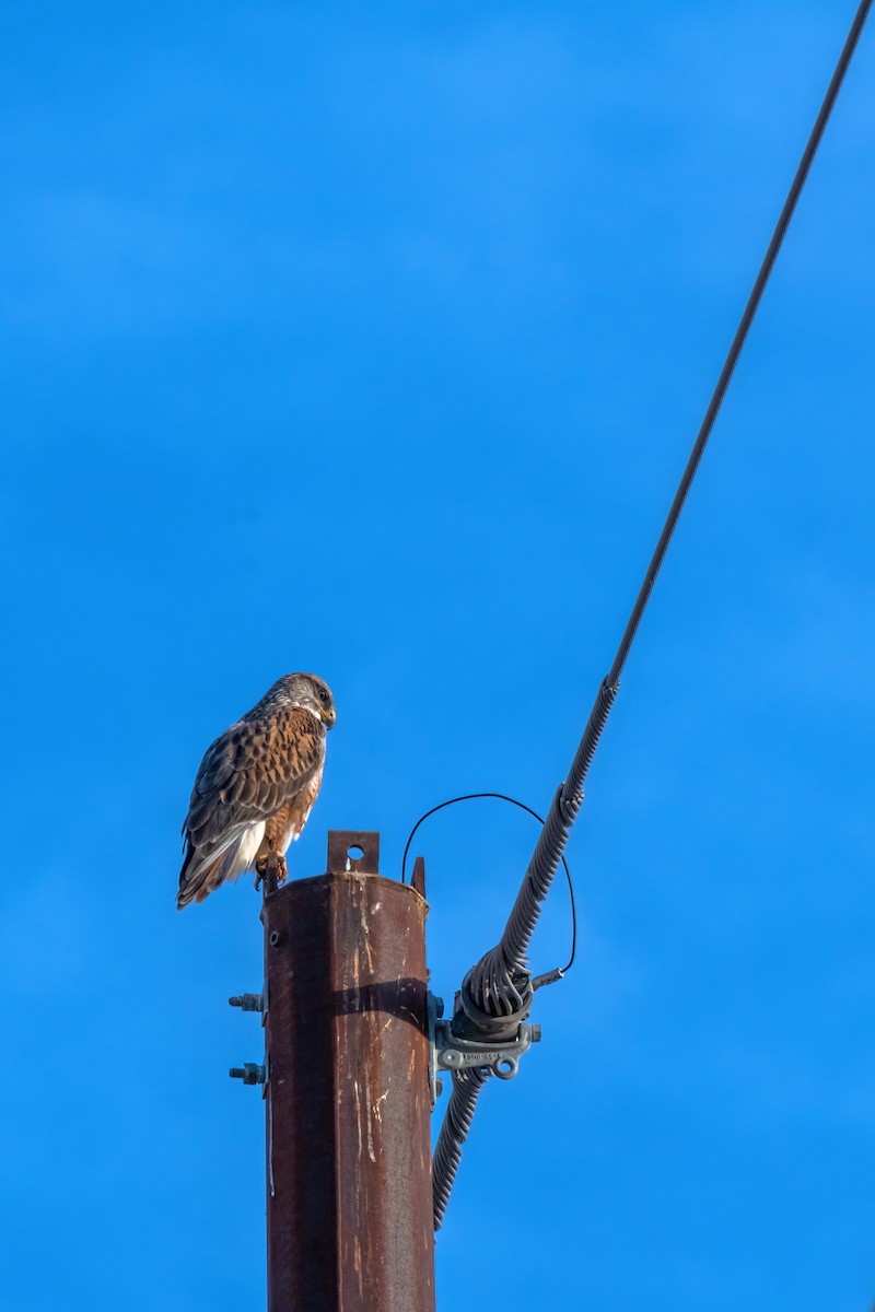 Ferruginous Hawk - ML531117241
