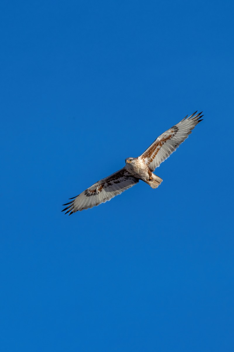 Ferruginous Hawk - Ash Ponders