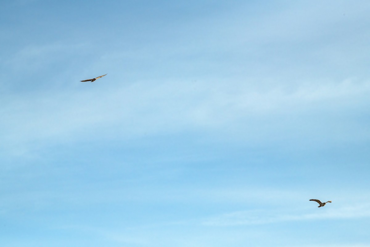 Ferruginous Hawk - ML531117261
