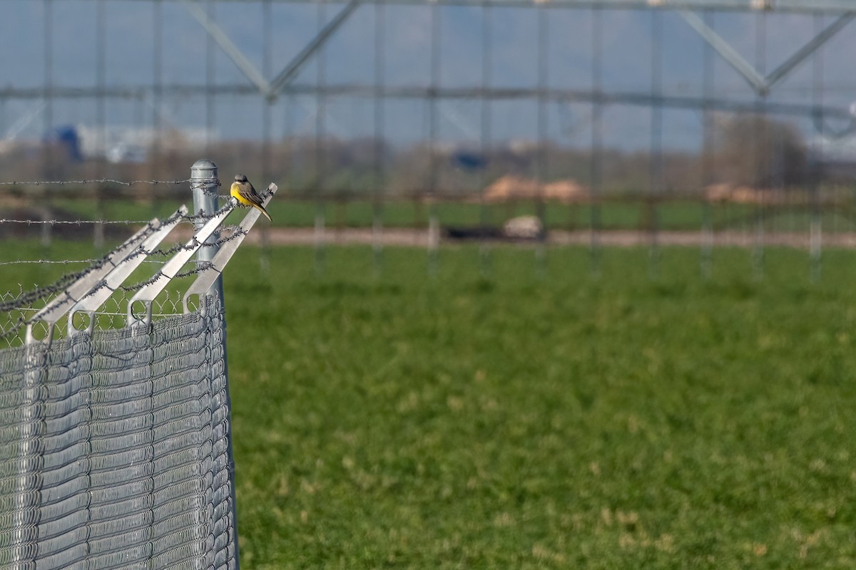 Tropical Kingbird - Ash Ponders