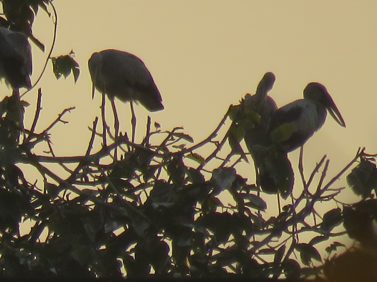 Asian Openbill - Thomas Brooks