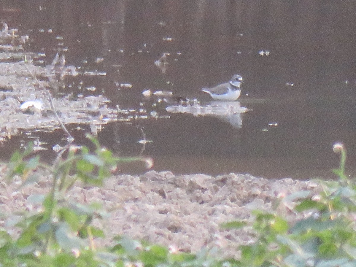 Little Ringed Plover - ML53111801