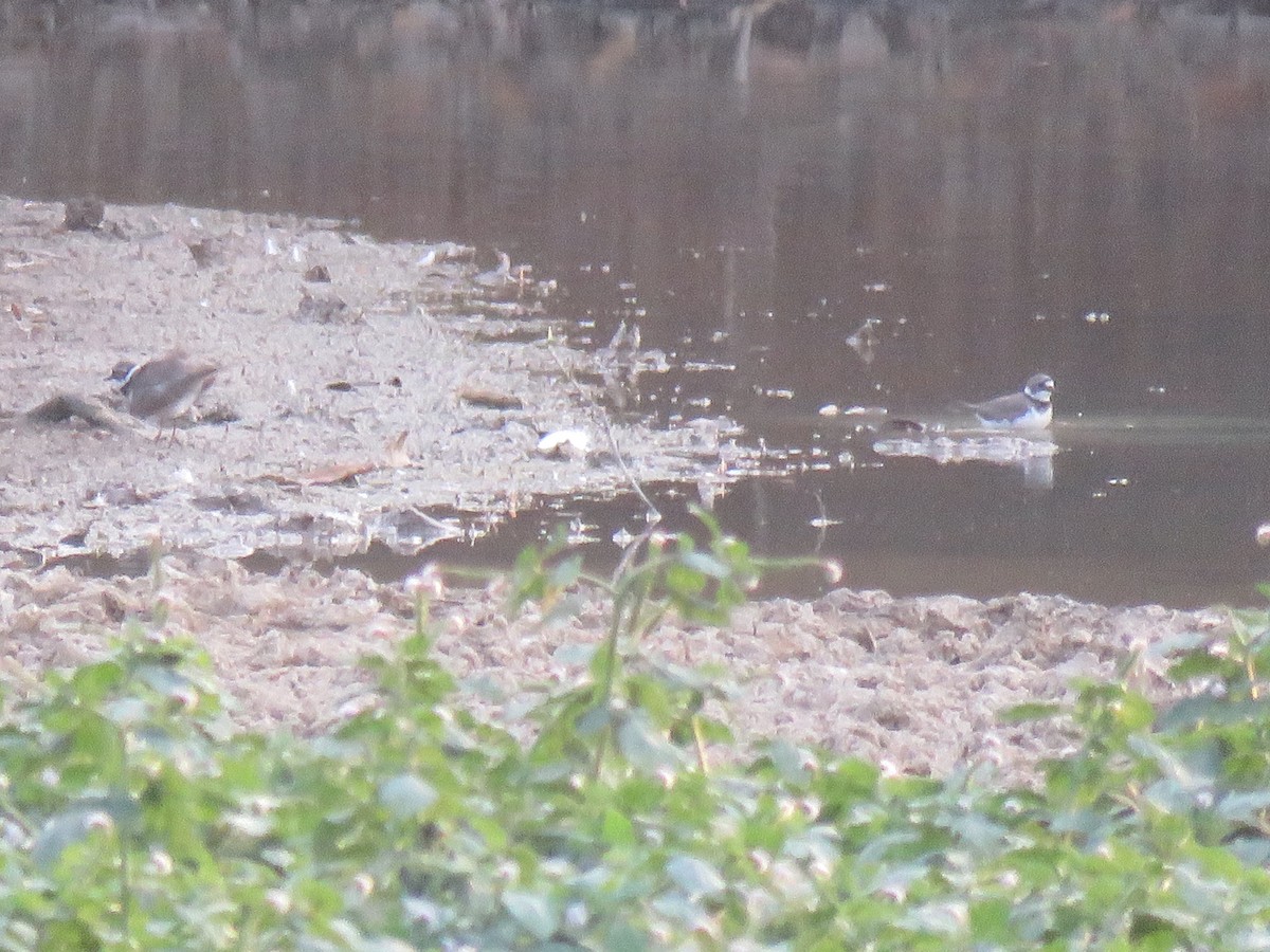 Little Ringed Plover - ML53111861