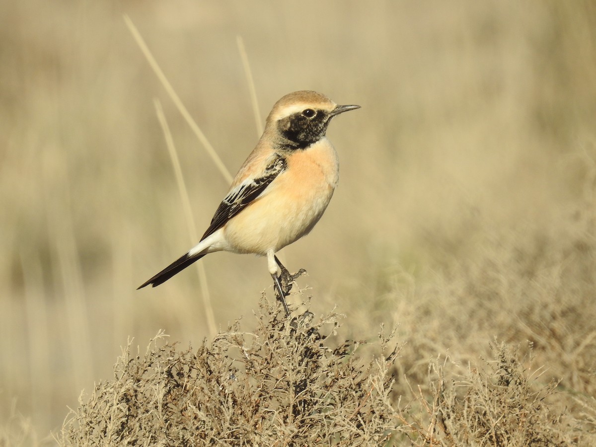 Desert Wheatear - David Cristóbal Huertas