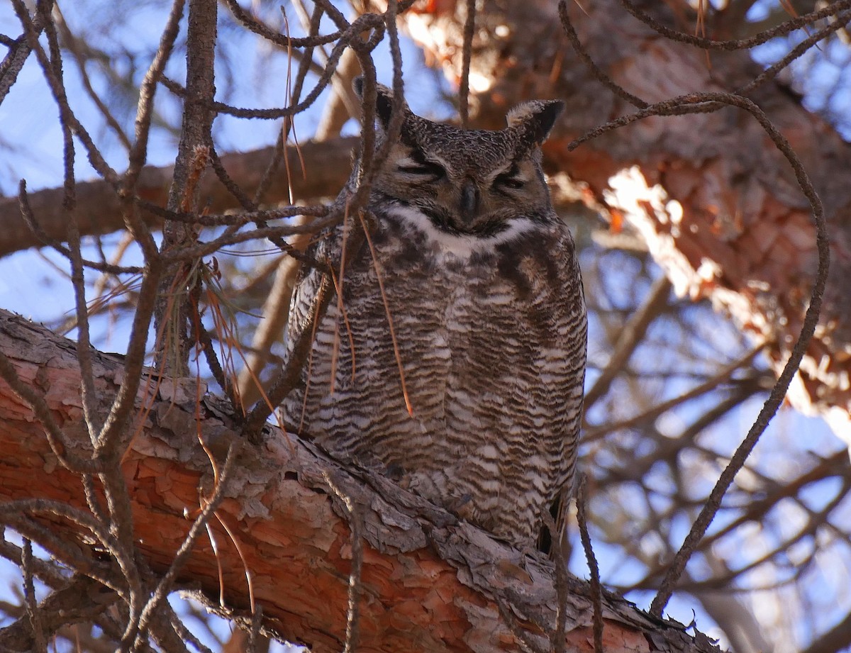 Great Horned Owl - ML531119171