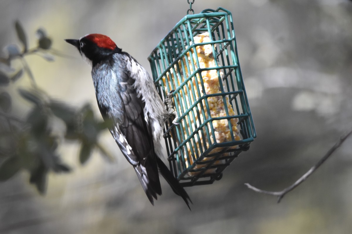 Acorn Woodpecker - ML531119251