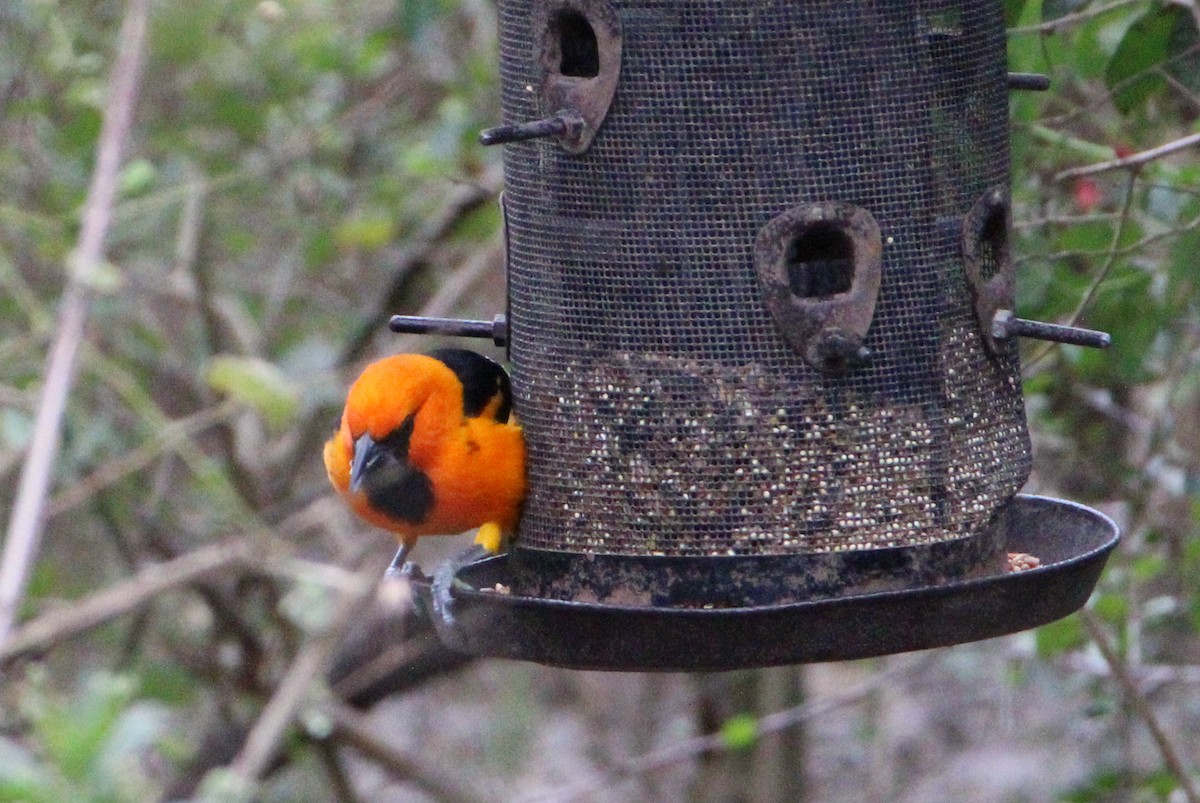 Oriole à gros bec - ML531120411