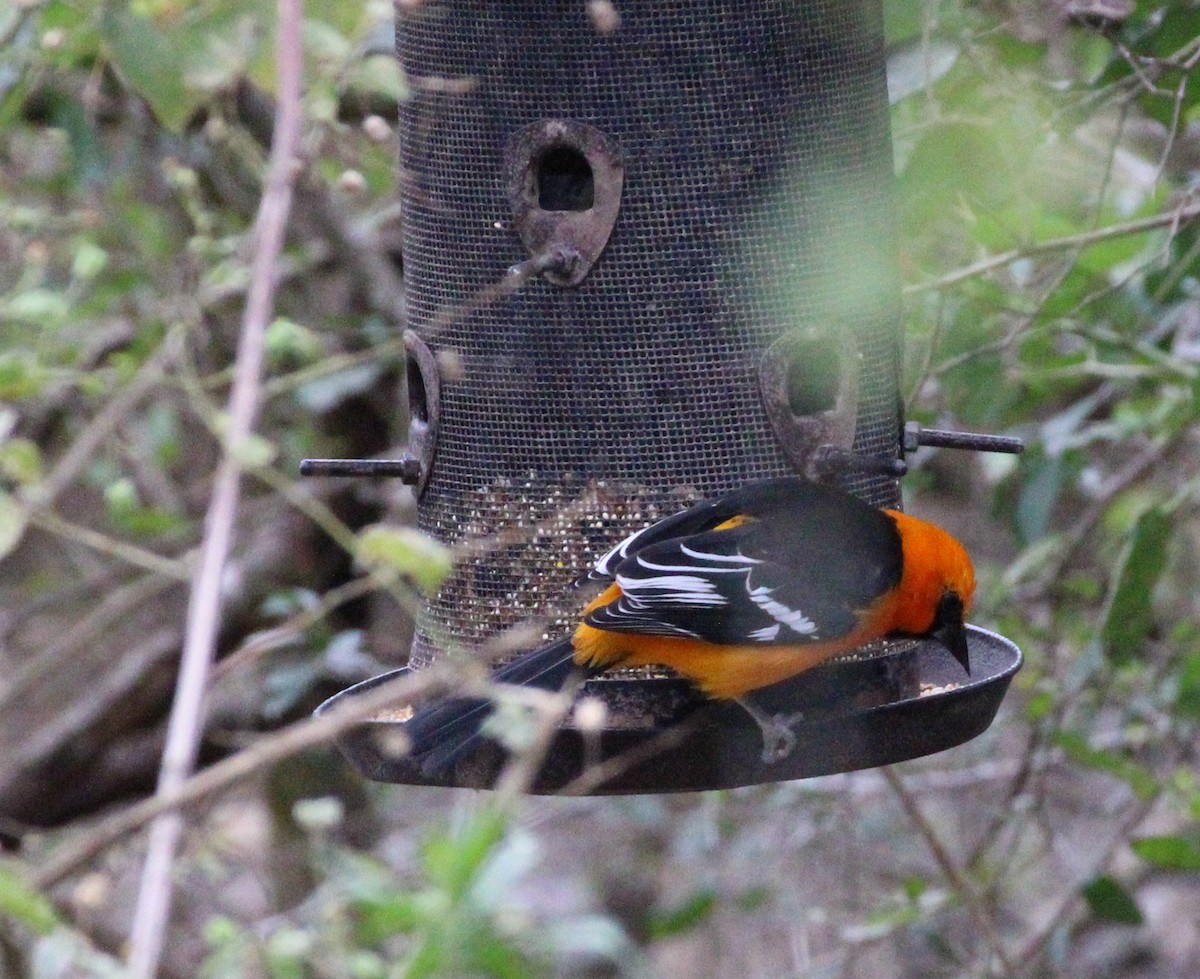 Oriole à gros bec - ML531120421