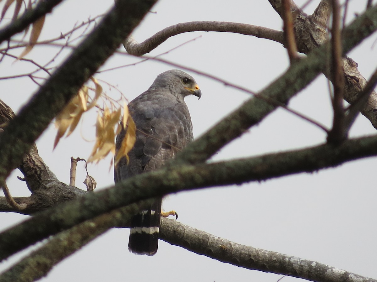 Graubussard - ML53112081