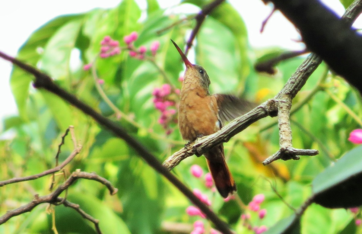 kolibřík ryšavý - ML53112261