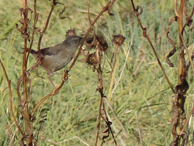 House Wren - ML531122921